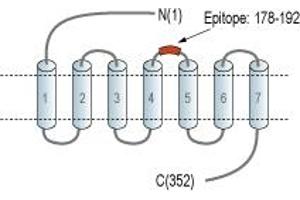 Representative domain view of the target of ABIN7043034. (CCR5 Antikörper  (2nd Extracellular Loop))