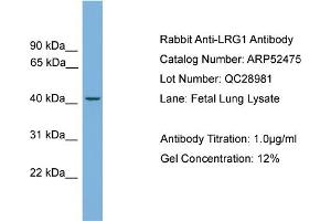 WB Suggested Anti-LRG1  Antibody Titration: 0. (LRG1 Antikörper  (N-Term))