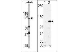 Image no. 1 for anti-Lysine (K)-Specific Demethylase 1A (KDM1A) (N-Term) antibody (ABIN356728) (LSD1 Antikörper  (N-Term))