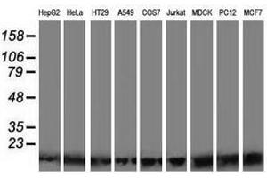 Image no. 2 for anti-Polymerase (RNA) II (DNA Directed) Polypeptide J2 (POLR2J2) antibody (ABIN1500339)