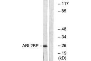 Western Blotting (WB) image for anti-ADP-Ribosylation Factor-Like 2 Binding Protein (ARL2BP) (AA 101-150) antibody (ABIN2890100) (ARL2BP Antikörper  (AA 101-150))