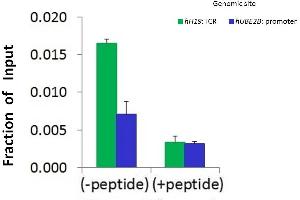 Chromatin Immunoprecipitation (ChIP) Using HIST1H1C antibody - middle region  and HCT116 Cells (HIST1H1C Antikörper  (Middle Region))