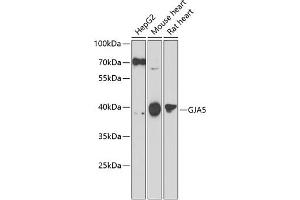 Western blot analysis of extracts of various cell lines, using GJ antibody (ABIN6132100, ABIN6141101, ABIN6141103 and ABIN6223065) at 1:1000 dilution. (Cx40/GJA5 Antikörper  (AA 229-358))