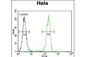 CCNG1 Antibody (C-term) (ABIN655159 and ABIN2844777) flow cytometric analysis of Hela cells (right histogram) compared to a negative control cell (left histogram). (Cyclin G1 Antikörper  (C-Term))