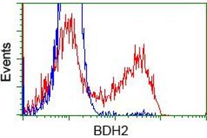 Image no. 2 for anti-3-hydroxybutyrate Dehydrogenase, Type 2 (BDH2) antibody (ABIN1496857) (BDH2 Antikörper)