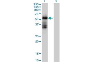 Western Blot analysis of TRIM39 expression in transfected 293T cell line by TRIM39 MaxPab polyclonal antibody.