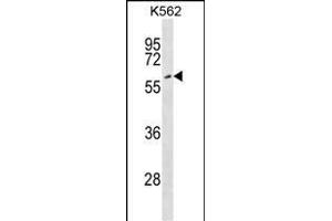 EYA2 Antibody (Center) (ABIN1538098 and ABIN2848741) western blot analysis in K562 cell line lysates (35 μg/lane). (EYA2 Antikörper  (AA 216-244))
