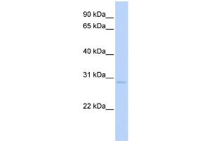 WB Suggested Anti-NR0B2 Antibody Titration:  0. (NR0B2 Antikörper  (C-Term))