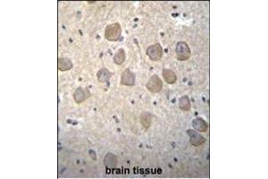 OR4K2 Antibody (C-term) (ABIN655864 and ABIN2845271) immunohistochemistry analysis in formalin fixed and paraffin embedded human brain tissue followed by peroxidase conjugation of the secondary antibody and DAB staining. (OR4K2 Antikörper  (C-Term))