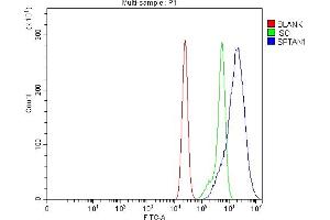 Flow Cytometry analysis of CACO-2 cells using anti-NEAS/SPTAN1 antibody (ABIN7600436). (SPTAN1 Antikörper  (AA 1916-2472))