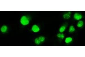 Anti-MYC mouse monoclonal antibody (ABIN2452345) immunofluorescent staining of COS7 cells transiently transfected by pCMV6-ENTRY MYC (RC201611). (c-MYC Antikörper)