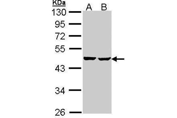 SUCLA2 Antikörper