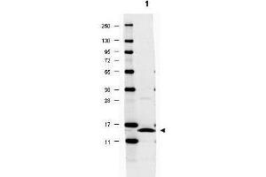 Western blot using  anti-IL-17A antibody shows detection of mouse recombinant IL-17A protein (arrowhead, lane 1).