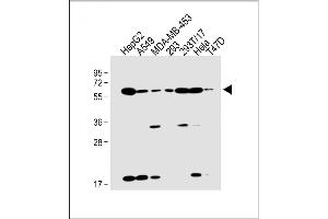 SLC47A1 Antikörper  (C-Term)