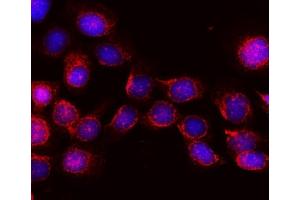 IF analysis of KIBRA/WWC1 using anti-KIBRA/WWC1 antibody (ABIN7602724).