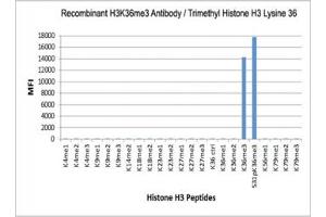 The recombinant H3K36me3 antibody specifically reacts to Histone H3 trimethylated at Lysine 36 (K36me3). (Rekombinanter Histone 3 Antikörper  (3meLys36))