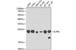 Western blot analysis of extracts of various cell lines using IL1RN Polyclonal Antibody at dilution of 1:1000. (IL1RN Antikörper)