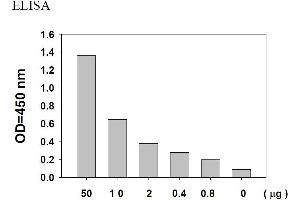 Image no. 4 for Signal Transducer and Activator of Transcription 1, 91kDa (STAT1) ELISA Kit (ABIN625230)