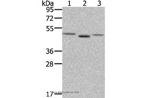 Western blot analysis of NIH/3T3 cell and human placenta tissue, lovo cell, using FGFRL1 Polyclonal Antibody at dilution of 1:400 (FGFRL1 Antikörper)