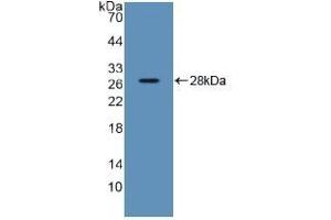 Detection of Recombinant SDF2, Human using Polyclonal Antibody to Stromal Cell Derived Factor 2 (SDF2) (SDF2 Antikörper  (AA 19-211))