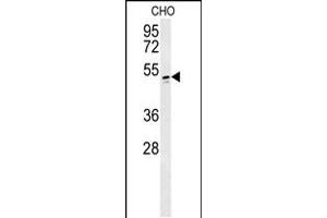 WBS16 Antibody (N-term) (ABIN657878 and ABIN2846834) western blot analysis in CHO cell line lysates (35 μg/lane).