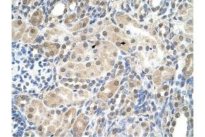 SLC9A9 antibody was used for immunohistochemistry at a concentration of 4-8 ug/ml to stain Epithelial cells of renal tubule (arrows) in Human Kidney. (SLC9A9 Antikörper)
