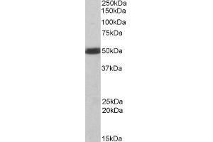 Western Blotting (WB) image for C-Src tyrosine Kinase (CSK) peptide (ABIN369047)