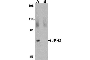 Western Blotting (WB) image for anti-Junctophilin 2 (JPH2) (C-Term) antibody (ABIN1030459) (Junctophilin 2 Antikörper  (C-Term))