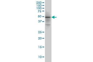 SMAD3 monoclonal antibody (M08), clone 4D4 Western Blot analysis of SMAD3 expression in Hela S3 NE . (SMAD3 Antikörper  (AA 1-110))