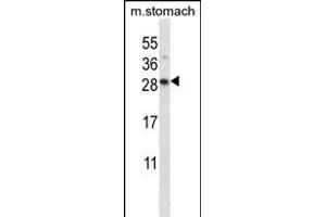 DOL Antibody (C-term) (ABIN657579 and ABIN2846583) western blot analysis in mouse stomach tissue lysates (35 μg/lane). (DOLPP1 Antikörper  (C-Term))