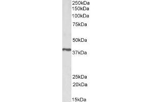 ABIN5539654 (1µg/ml) staining of Pig Testis lysate (35µg protein in RIPA buffer). (PTGR2 Antikörper  (Internal Region))
