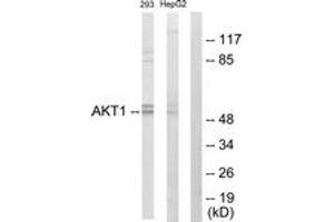 Western blot analysis of extracts from 293 cells/HepG2 cells, using Akt Antibody. (AKT1 Antikörper  (AA 11-60))