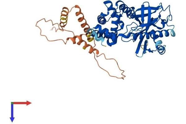 SMCR7L Protein (AA 1-463) (His tag)