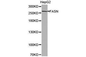 Western Blotting (WB) image for anti-Fatty Acid Synthase (FASN) antibody (ABIN1872662) (Fatty Acid Synthase Antikörper)