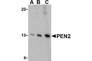 Western Blotting (WB) image for anti-Presenilin Enhancer 2 Homolog (PSENEN) (C-Term) antibody (ABIN1030574) (PEN2 Antikörper  (C-Term))