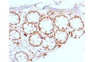 IHC testing of FFPE rat colon with FOXA1 antibody. (FOXA1 Antikörper  (AA 372-472))