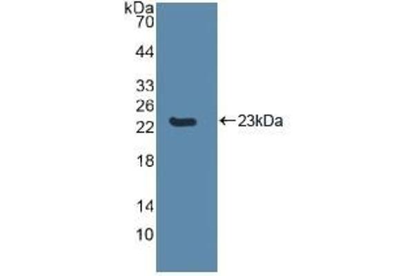 Caspase 8 Antikörper  (AA 217-384)