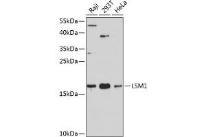Western blot analysis of extracts of various cell lines, using LSM1 antibody (ABIN6131868, ABIN6143353, ABIN6143354 and ABIN6216476) at 1:3000 dilution. (LSM1 Antikörper  (AA 1-133))