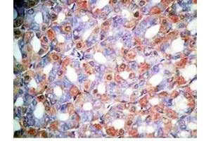 Immunohistochemistry (IHC) image for anti-Orexin A (OXA) (AA 16-33), (amidated) antibody (ABIN2872379)
