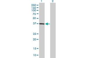 Western Blot analysis of DPH5 expression in transfected 293T cell line by DPH5 MaxPab polyclonal antibody. (DPH5 Antikörper  (AA 1-285))