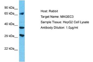 Host: Rabbit Target Name: MAGEC3 Sample Type: HepG2 Whole Cell lysates Antibody Dilution: 1. (MAGEC3 Antikörper  (C-Term))