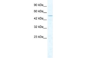 CHD1L antibody used at 2.