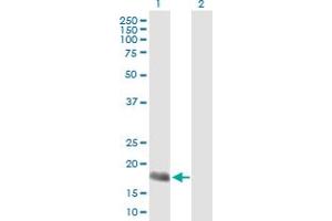Western Blotting (WB) image for anti-Apolipoprotein B mRNA Editing Enzyme, Catalytic Polypeptide-Like 3H (APOBEC3H) (AA 1-182) antibody (ABIN531149)