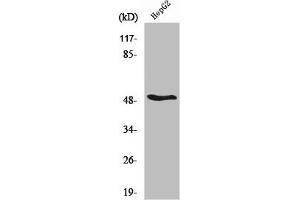 Western Blot analysis of HepG2 cells using RARβ Polyclonal Antibody (Retinoic Acid Receptor beta Antikörper  (C-Term))