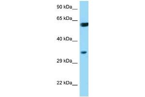 WB Suggested Anti-BAG1 Antibody Titration: 1. (BAG1 Antikörper  (N-Term))