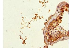 Immunohistochemistry of paraffin-embedded human testis tissue using ABIN7163046 at dilution of 1:100 (PHF11 Antikörper  (AA 1-292))
