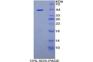 SDS-PAGE analysis of Mouse Nesfatin 1 Protein. (NUCB2 Protein)