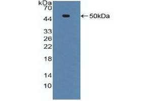 Figure. (TNFRSF1A Antikörper  (AA 60-236))
