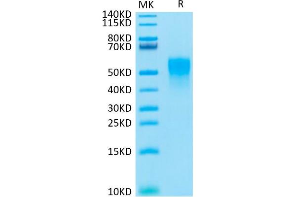 TNFRSF1B Protein (AA 23-257) (His tag)