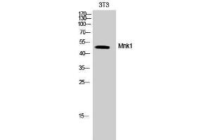 Western Blotting (WB) image for anti-MAP Kinase Interacting serine/threonine Kinase 1 (MKNK1) (Tyr368) antibody (ABIN3185605) (MKNK1 Antikörper  (Tyr368))